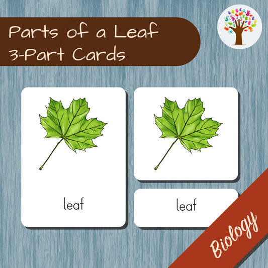 Parts of a Leaf