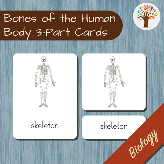Bones of the Human Body
