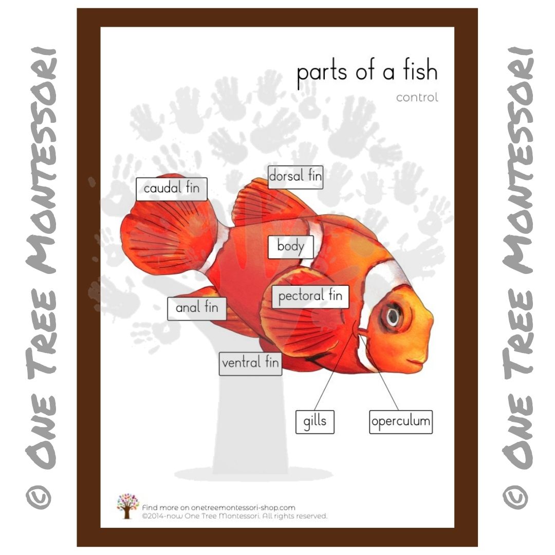 Parts of a Fish Poster - Free for Subscribers – One Tree Montessori  Pedagogical Systems