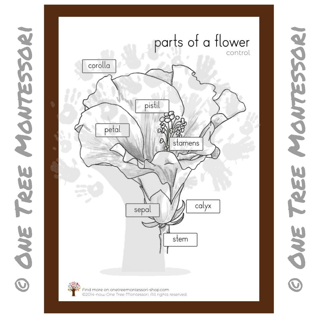 parts-of-a-flower-poster-free-for-subscribers-one-tree-montessori-pedagogical-systems for Free Printable Parts Of A Flower Worksheet Parts of a Flower Poster - Free for Subscribers – One Tree Montessori Pedagogical Systems for Free Printable Parts Of A Flower Worksheet