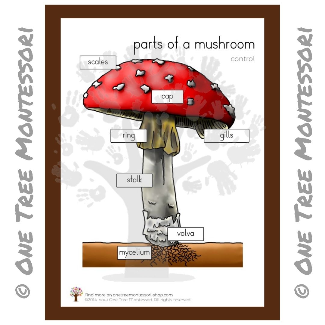 Parts of a Mushroom Poster - Free for Subscribers