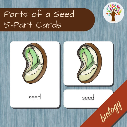 Parts of a Seed