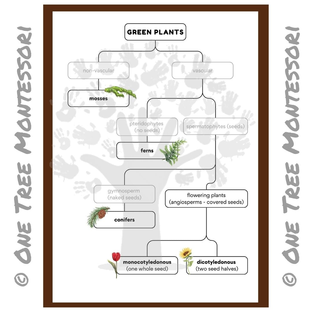 Green Plant Classification - Subscriber Freebie – One Tree Montessori ...