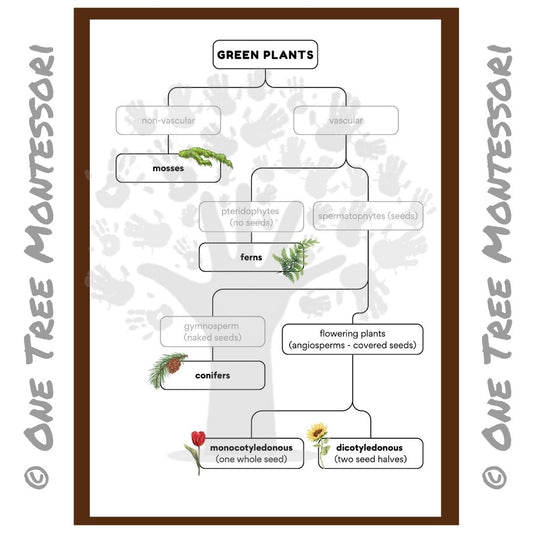 Green Plant Classification - Subscriber Freebie