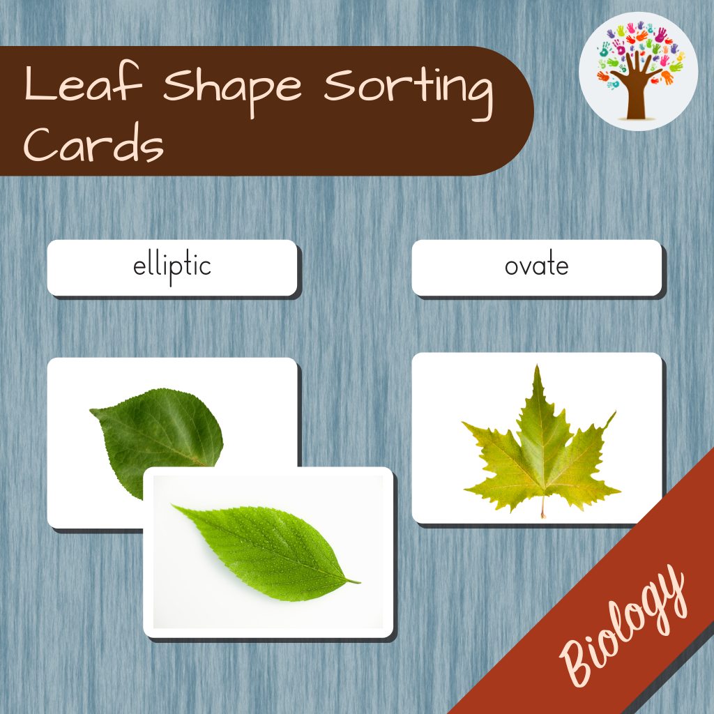 Leaf Shape Sorting Cards