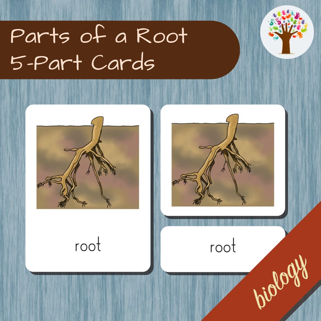 Parts of a Root – One Tree Montessori Pedagogical Systems