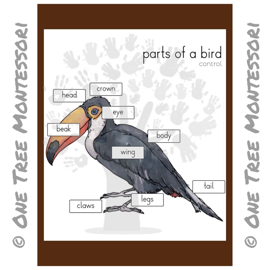 Parts of a Bird Poster - Free for Subscribers