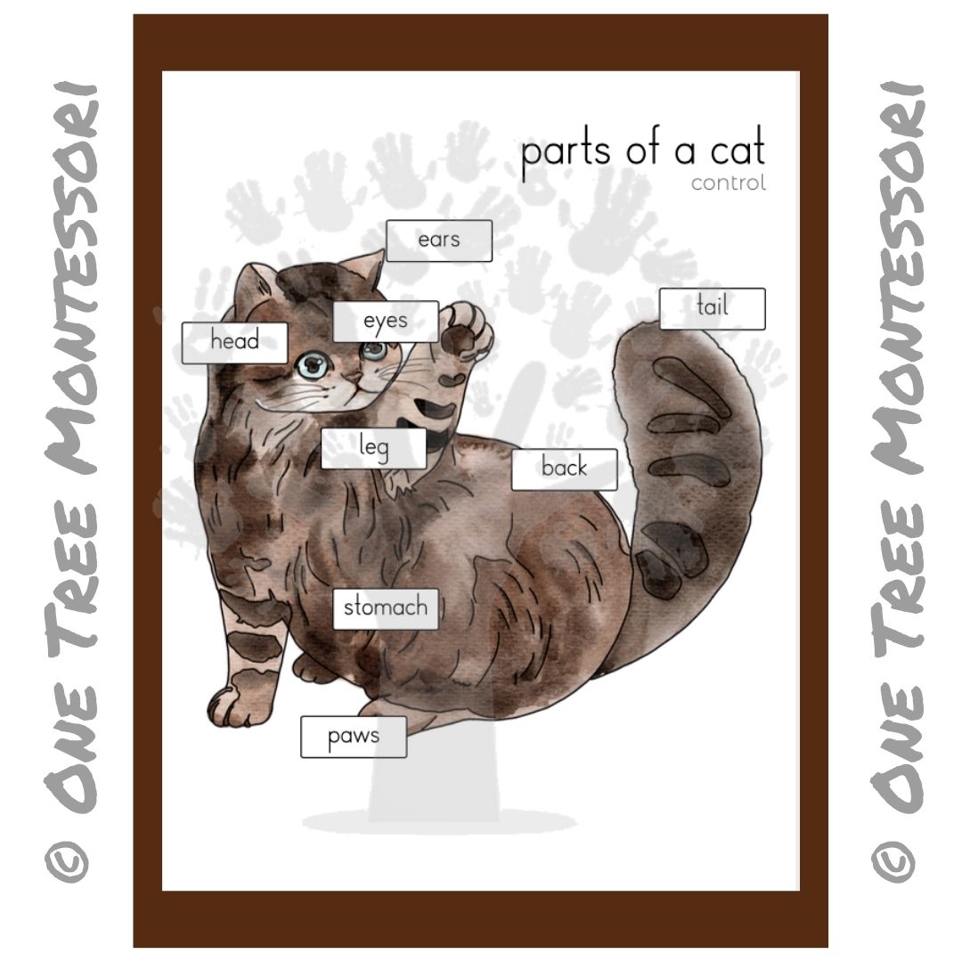 Parts of a Cat Poster - Free for Subscribers