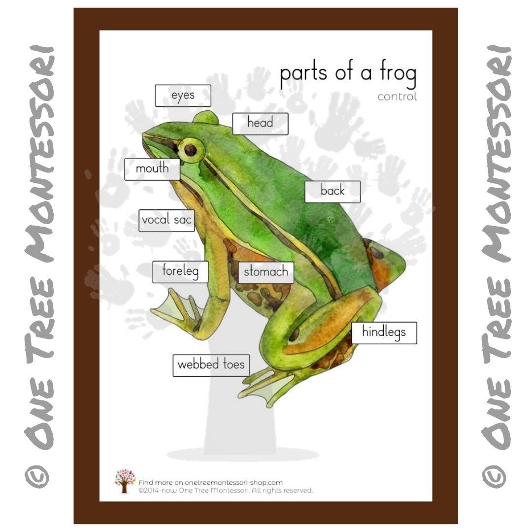 Parts of a Frog Poster - Free for Subscribers