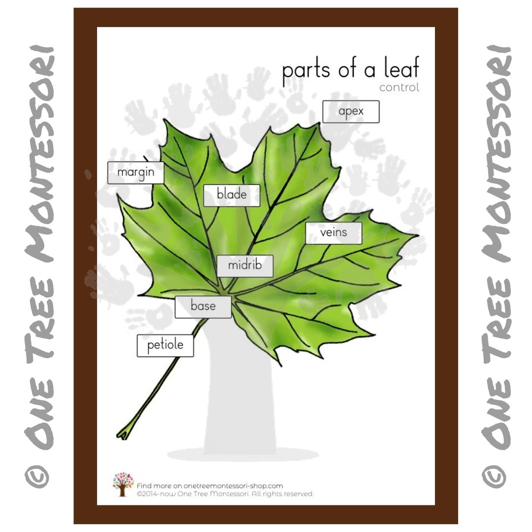 Parts of a Leaf Poster - Free for Subscribers