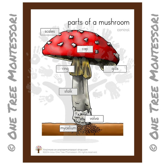 Parts of a Mushroom Poster - Free for Subscribers