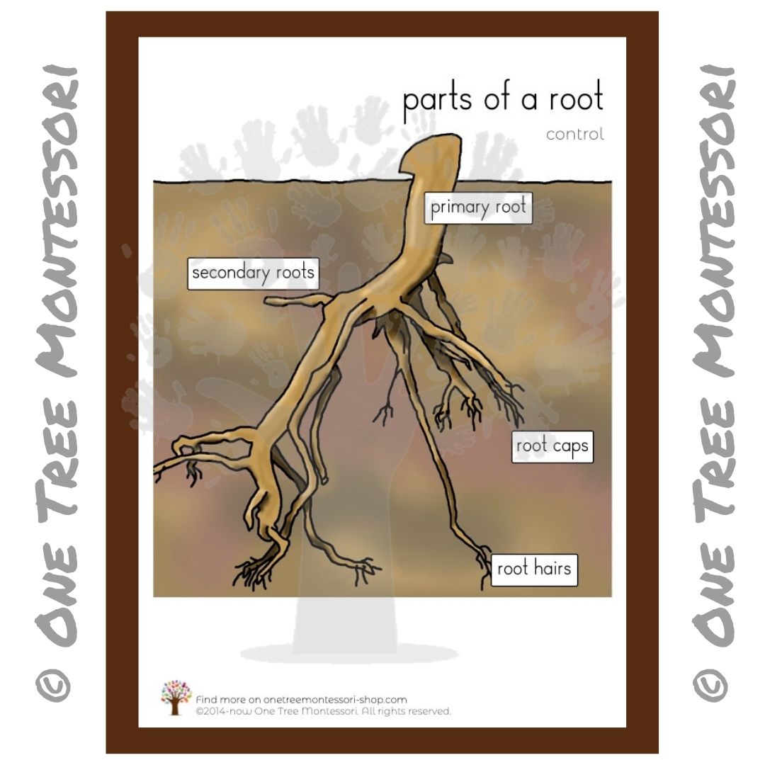 Parts of a Root Poster - Free for Subscribers