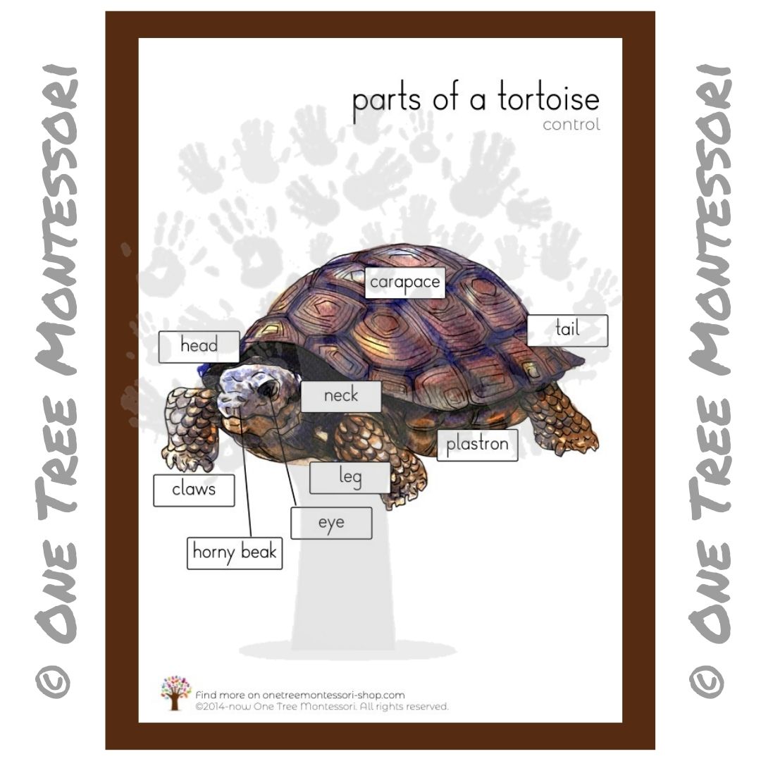 Parts of a Tortoise Poster - Free for Subscribers