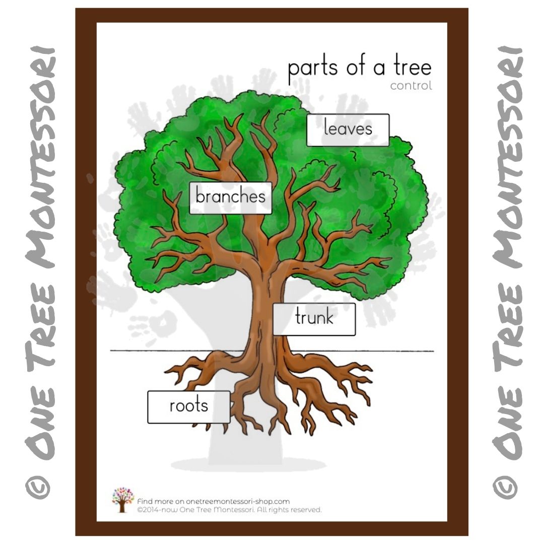 Parts of a Tree Poster - Free for Subscribers